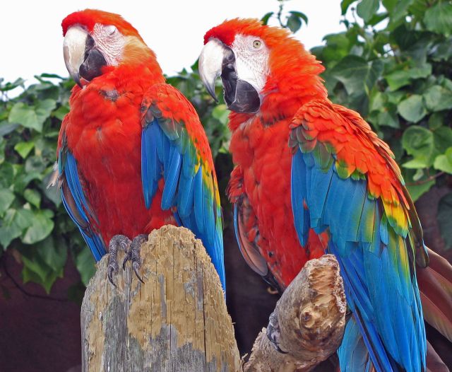seen-better-days-parrots